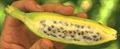 Musa accuminata
